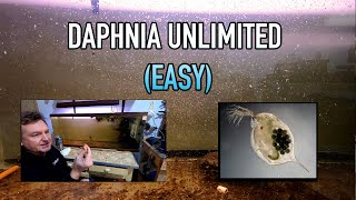 How I Raise Daphnia Water Fleas And You Can Too [upl. by Shawn]