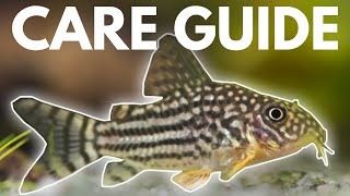 How to Care for Corydoras Catfish Beginner Guide [upl. by Micki945]