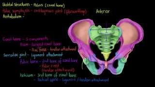 Skeletal Structures The Pelvis [upl. by Fleur112]