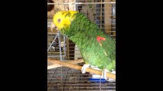 Yellow head amazon parrot talking [upl. by Viva404]