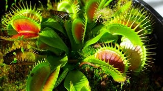 Carnivorous Plants [upl. by Ahsilif]