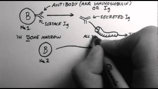 Antibiotic Classes in 7 minutes [upl. by Warfore]