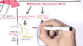 Microbiology  Bacteria Antibiotic Resistance [upl. by Etteuqal]