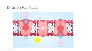 CURSO RÁPIDO DE FARMACOLOGÍAFarmacocinetica [upl. by Ressan]