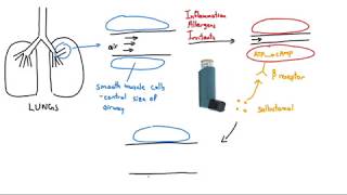 Salbutamol Ventolin Explained in 2 Minutes [upl. by Zenitram187]