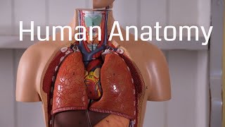 Basic Human Anatomy for Beginners [upl. by Rhyner]