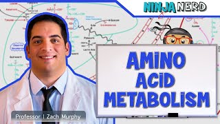 Metabolism  Amino Acid Metabolism [upl. by Ynney]