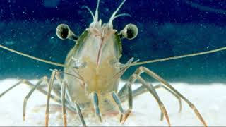 How to Catch Spot Prawns Shrimp Alaska [upl. by Niu]