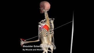 Shoulder External Rotation  3D Anatomy [upl. by Eniak]