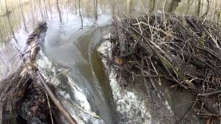 Opening Beaver Dam without Heavy Equipment in less than 30 minutes [upl. by Sommer]