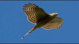 Sparrowhawk Bird Call Bird Song [upl. by Erihppas]