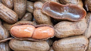 How to Make Southern Boiled Peanuts in the Crockpot [upl. by Kali]