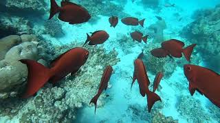 Snorkeling At Kuredu Island Maldives [upl. by Sneve]