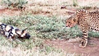 Wild Dogs vs Cheetah Standoff Over a Kill [upl. by Shuler]