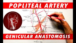 The Popliteal Artery branches amp genicular anastomosis [upl. by Marie-Ann]