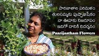 paarijaatham flowersgrow parijaatham plantAbout my parijaatham plant [upl. by Arahs]