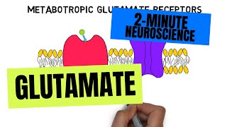 2Minute Neuroscience Glutamate [upl. by Lupiv]