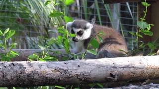 RingTailed Lemur Observation Video [upl. by Vin]