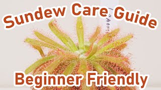 Sundew Care Guide  Carnivorous Plants  EASY [upl. by Raney]