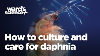 Caring and Culturing for Daphnia [upl. by Akilegna]