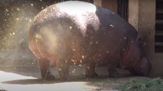 AMAZING HIPPO POOPING SPINNING TAIL  ONE OF A KIND FOUNTAIN BURST OF EPIC PROPORTIONS [upl. by Ymot]