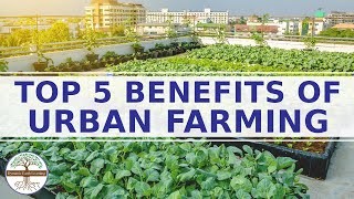 Top 5 Benefits of Urban Farming Explainer Video [upl. by Stryker]