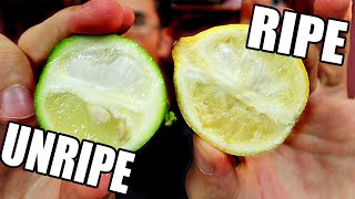 LIMES ARE ACTUALLY YELLOW  A RipeUnripe Comparison  Weird Fruit Explorer [upl. by Enrobyalc]