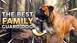 BULLMASTIFF The Best Family Guard Dog [upl. by Dailey483]