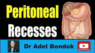 Peritoneal Recesses Dr Adel Bondok Making Anatomy Easy [upl. by Egief]