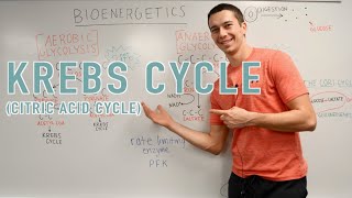 Krebs Cycle Explained [upl. by Renaxela]