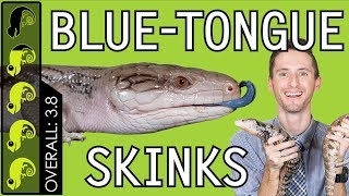 BlueTongued Skink The Best Pet Lizard [upl. by Yentuoc496]