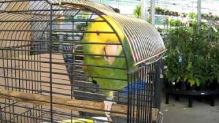 Roscoe the Amazon parrot talking [upl. by Odnarb72]