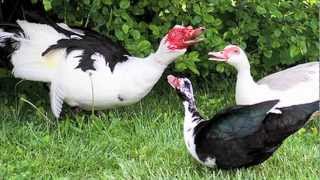 quotMuscovy Ducksquot Documentary [upl. by Boycey445]