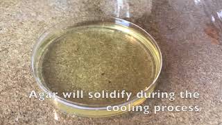 60 Second Protocols How to Make Agar Plates [upl. by Keane105]