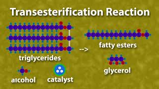 Chemistry of Biodiesel [upl. by Venator]