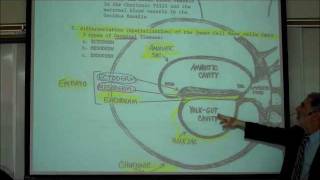 INTRO TO HUMAN EMBRYOLOGY PART 1 by Professor Fink [upl. by Rosse]