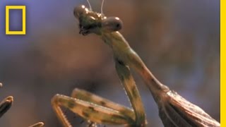 Praying Mantis vs Grasshopper  National Geographic [upl. by Aekin]