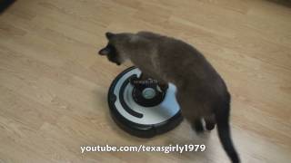 Cat shows HOW TO use iRobot Roomba Vacuum [upl. by Gracye]