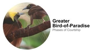 Greater BirdofParadise Phases of Courtship [upl. by Inatsed546]