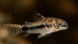 Salt and Pepper Cory Corydoras habrosus Species Spotlight [upl. by Oguh205]