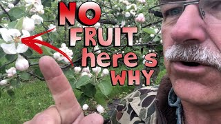 4 Reasons Why Your Fruit Tree is Not Producing Fruit [upl. by Maure485]