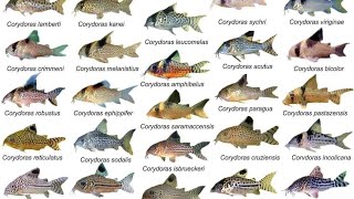 Corydoras ID Compilations part1 Awesome Cory Catfish For Aquarium Corydoras Collection Rare Cory [upl. by Wickman306]