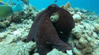 Maldives a snorkeling heaven [upl. by Cortney]