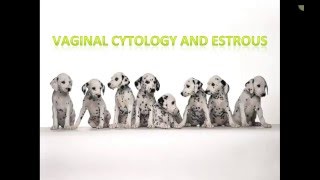 Canine Estrous Cycle Veterinary Technician Education [upl. by Weiler]