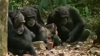 Chimpanzees Sophisticated Use of Tools  BBC Studios [upl. by Cesar]