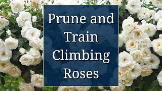 Prune and Train Climbing Roses [upl. by Dimo]