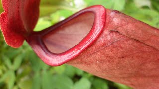 NEPENTHES CARE CONDITIONS  Carnivorous Plant Feeding [upl. by Germano]