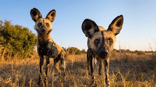 Wild Dogs and Hyenas  The Rivals  Wildlife Documentary HD 1080p [upl. by Eninotna]