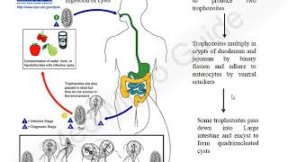 Giardia lamblia lecture [upl. by Bolling644]