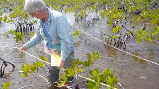 Living on the Edge Mangroves [upl. by Robi]